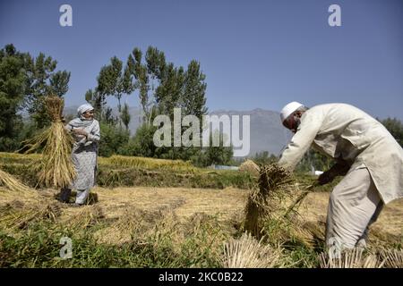 Les Cachemiri travaillent dans un champ de riz pendant la saison de récolte dans la région de Ganderbal, dans le Cachemire administré par l'inde, le 20 septembre 2020. (Photo de Muzamil Mattoo/NurPhoto) Banque D'Images