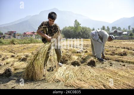 Les Cachemiri travaillent dans un champ de riz pendant la saison de récolte dans la région de Ganderbal, dans le Cachemire administré par l'inde, le 20 septembre 2020. (Photo de Muzamil Mattoo/NurPhoto) Banque D'Images