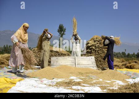 Les Cachemiri travaillent dans un champ de riz pendant la saison de récolte dans la région de Ganderbal, dans le Cachemire administré par l'inde, le 20 septembre 2020. (Photo de Muzamil Mattoo/NurPhoto) Banque D'Images