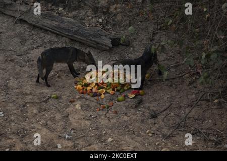 Cachorro do Mato cherche de la nourriture sur les rives de l'autoroute Transpantaneira sur 22 septembre 2020, dans la ville de Pocone, Etat de Mato Grosso, Brésil. Les bénévoles quittent la nourriture à des points stratégiques chaque jour. Pantanal connaît la pire crise climatique des 50 dernières années. (Photo d'Ernesto Carrico/NurPhoto) Banque D'Images