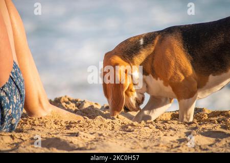 Un chien de beagle debout sur un sol sablonneux près d'une femelle Banque D'Images