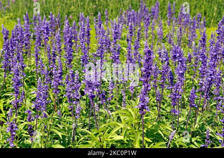 Champ avec fleurs de sauge pourpres, salvia officinalis. Banque D'Images