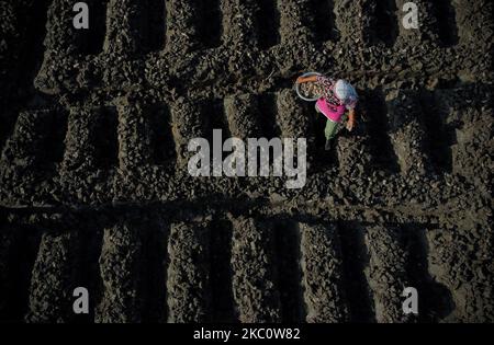 Une photo aérienne montre que les agriculteurs récoltent des légumes le long des rizières à la périphérie de Katmandou, au Népal, sur 29 septembre 2020. (Photo par Saroj Baizu/NurPhoto) Banque D'Images