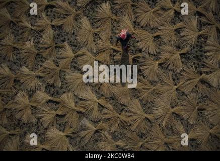 Une photo aérienne montre les récoltes de l'agriculteur le long des rizières à la périphérie de Katmandou, au Népal, sur 29 septembre 2020. (Photo par Saroj Baizu/NurPhoto) Banque D'Images