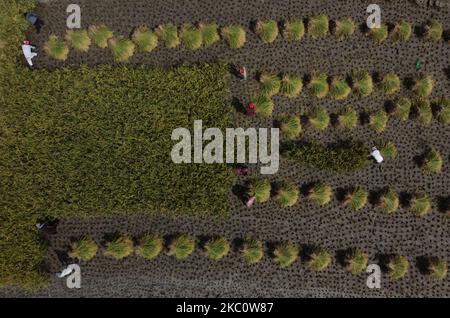 Une photo aérienne montre les récoltes de l'agriculteur le long des rizières à la périphérie de Katmandou, au Népal, sur 29 septembre 2020. (Photo par Saroj Baizu/NurPhoto) Banque D'Images