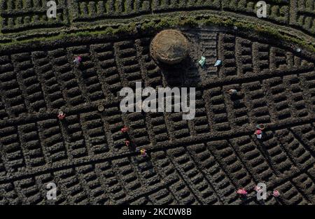 Une photo aérienne montre que les agriculteurs récoltent des légumes le long des rizières à la périphérie de Katmandou, au Népal, sur 29 septembre 2020. (Photo par Saroj Baizu/NurPhoto) Banque D'Images