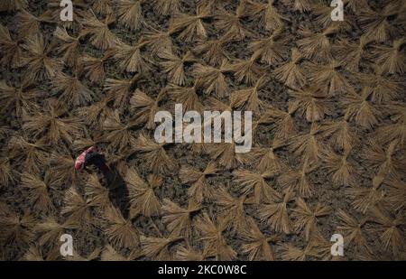 Une photo aérienne montre les récoltes de l'agriculteur le long des rizières à la périphérie de Katmandou, au Népal, sur 29 septembre 2020. (Photo par Saroj Baizu/NurPhoto) Banque D'Images