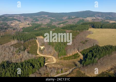 Vue aérienne de la forêt de pins avec une grande superficie d'arbres coupés à la suite de l'industrie mondiale de déboisement. Influence humaine néfaste sur l'écologie mondiale Banque D'Images