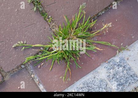 Einjähriges Rispengras, in den Fugen zwischen Pflastersteinen, Fuge, Poa annua, herbe de prairie annuelle, bluegrass annuel, poa, le Pâturin annuel Banque D'Images