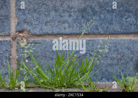 Einjähriges Rispengras, in den Fugen zwischen Pflastersteinen, Fuge, Poa annua, herbe de prairie annuelle, bluegrass annuel, poa, le Pâturin annuel Banque D'Images