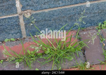 Einjähriges Rispengras, in den Fugen zwischen Pflastersteinen, Fuge, Poa annua, herbe de prairie annuelle, bluegrass annuel, poa, le Pâturin annuel Banque D'Images