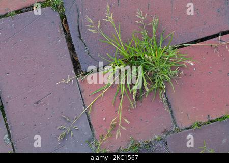 Einjähriges Rispengras, in den Fugen zwischen Pflastersteinen, Fuge, Poa annua, herbe de prairie annuelle, bluegrass annuel, poa, le Pâturin annuel Banque D'Images