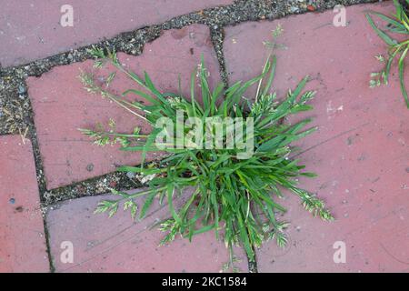 Einjähriges Rispengras, in den Fugen zwischen Pflastersteinen, Fuge, Poa annua, herbe de prairie annuelle, bluegrass annuel, poa, le Pâturin annuel Banque D'Images