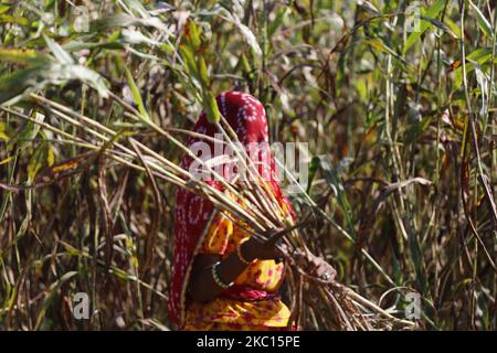 Agriculteur indien récolte du millet dans un champ sur le village de la périphérie d'Ajmer, Rajasthan, Inde sur 03 octobre 2020. Les agriculteurs de mil ont des sols très pauvres. Mais chaque saison, avec leurs meules, ils cultivent aussi leurs sols. Leurs cultures fertilisent intrinsèquement le sol, et juste en cultivant des meules à chaque saison, elles préservent non seulement la fertilité du sol mais lui ajoutent davantage de carbone. (Photo par Himanshu Sharma/NurPhoto) Banque D'Images