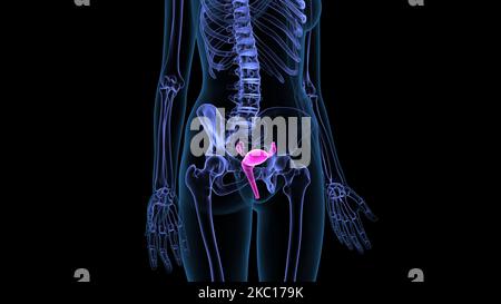 illustration de l'anatomie du système reproducteur féminin 3d Banque D'Images
