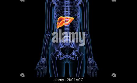 illustration de l'anatomie du foie humain 3d Banque D'Images