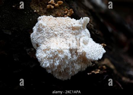 Un gros plan d'un champignon de la dent à plusieurs niveaux (Hericium cirratum) Banque D'Images