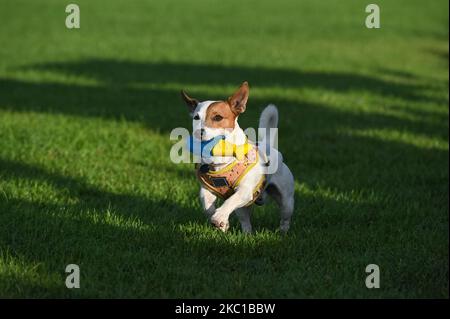 Un joyeux terrier de Jack Russell traverse l'herbe, tenant un jouet jaune-bleu dans ses dents. Banque D'Images