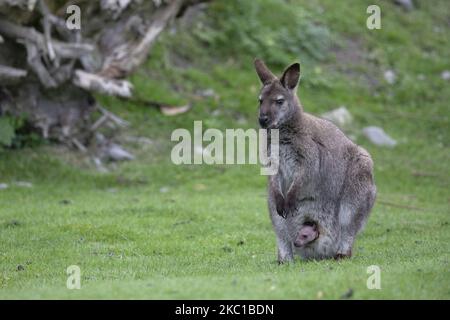 Un bébé wallaby de Bennett sort de la poche de sa mère à la Willowbank Wildlife Reserve de Christchurch, Nouvelle-Zélande sur 08 octobre 2020. Willowbank Wildlife Reserve est un sanctuaire de la vie sauvage à Christchurch et il abrite une grande variété d'espèces rares et menacées, des oiseaux indigènes de Nouvelle-Zélande aux créatures exotiques de zoo. (Photo de Sanka Vidanagama/NurPhoto) Banque D'Images
