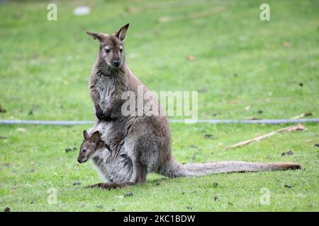 Un bébé wallaby de Bennett sort de la poche de sa mère à la Willowbank Wildlife Reserve de Christchurch, Nouvelle-Zélande sur 08 octobre 2020. Willowbank Wildlife Reserve est un sanctuaire de la vie sauvage à Christchurch et il abrite une grande variété d'espèces rares et menacées, des oiseaux indigènes de Nouvelle-Zélande aux créatures exotiques de zoo. (Photo de Sanka Vidanagama/NurPhoto) Banque D'Images