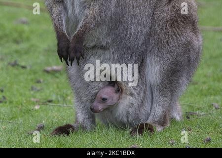 Un bébé wallaby de Bennett sort de la poche de sa mère à la Willowbank Wildlife Reserve de Christchurch, Nouvelle-Zélande sur 08 octobre 2020. Willowbank Wildlife Reserve est un sanctuaire de la vie sauvage à Christchurch et il abrite une grande variété d'espèces rares et menacées, des oiseaux indigènes de Nouvelle-Zélande aux créatures exotiques de zoo. (Photo de Sanka Vidanagama/NurPhoto) Banque D'Images