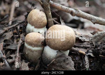 Un groupe de jeunes champignons Leccinum duriusculum sous les trembles Banque D'Images