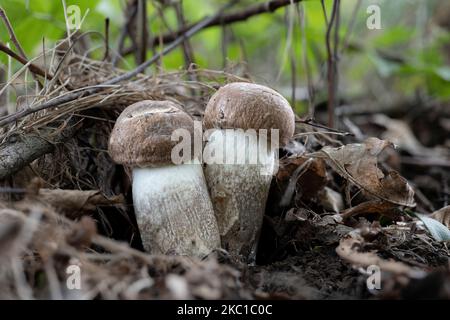 Deux jeunes champignons Leccinum duriusculum sous les trembles Banque D'Images