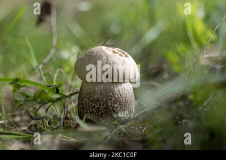 Un jeune champignon Leccinum duriusculum sous les tremble Banque D'Images