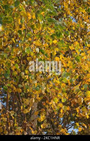 Feuilles jaune, orange et verte de bouleau argenté (Betula pendula) changeant de couleur à l'automne, Berkshire, novembre Banque D'Images