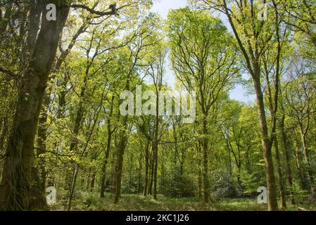 Arbres matures de hêtre commun (Fagus sylvatica) dans les bois denses de la forêt de Savernake avec de jeunes feuilles de printemps vert acide à la fin du printemps, Wiltshire, mai Banque D'Images
