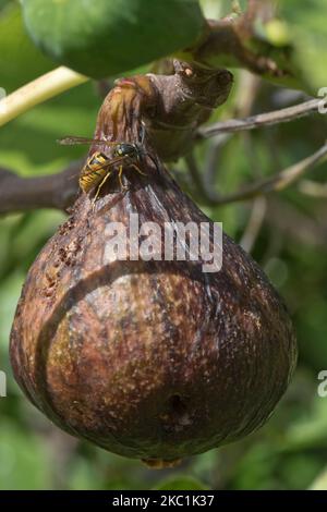 Un ouvrier de la guêpe commune (Vespula vulgaris) se nourrissant des sucres d'un fruit de figues trop mûr (Ficus carica) sur l'arbre en été, Berkshire, août Banque D'Images