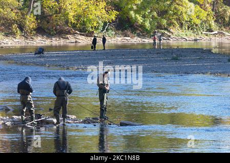 Les pêcheurs essaient de pêcher le poisson sous le barrage. Les poissons tentent de monter et de franchir le premier barrage de la rivière Humber près de la station de métro Old Mill à Etobicoke pendant leur saison de reproduction à Toronto, Canada (photo d'Anatoliy Cherkasov/NurPhoto) Banque D'Images