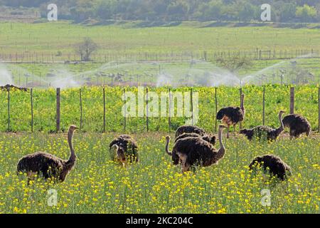 Les autruches (Struthio camelus) sur une ferme d'autruches, région du Karoo, Western Cape, Afrique du Sud Banque D'Images