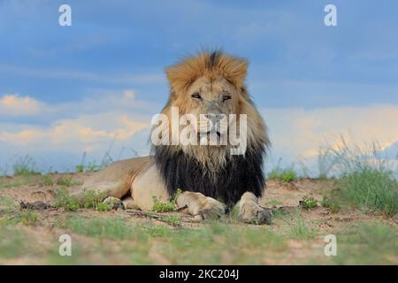 Grand lion africain masculin (Panthera leo) dans l'habitat naturel, désert de Kalahari, Afrique du Sud Banque D'Images