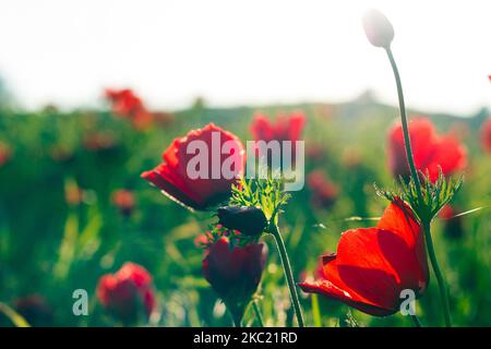 Vue rapprochée du champ de fleurs rouge Anemone Coronaria en Israël Banque D'Images