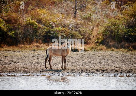 Antelope de Roan, Hippotragus equinus, plateau de Noika, Malawi, Afrique Banque D'Images