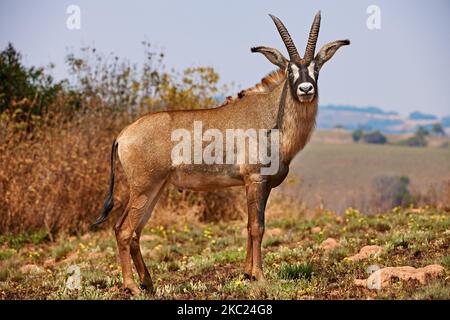 Antelope de Roan, Hippotragus equinus, plateau de Noika, Malawi, Afrique Banque D'Images