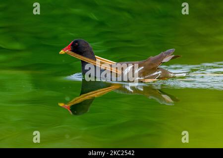 Un gros plan d'un moorhen commun avec des roseaux dans son bec nageant sur un étang Banque D'Images
