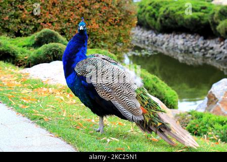 Magnifique paon en automne avec une longue queue et des plumes marche sur l'herbe en automne. Magnifique Peacock dans le parc, zoo Banque D'Images
