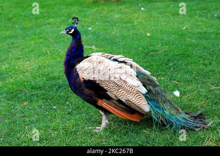 Magnifique paon en automne avec une longue queue et des plumes marche sur l'herbe en automne. Magnifique Peacock dans le parc, zoo Banque D'Images