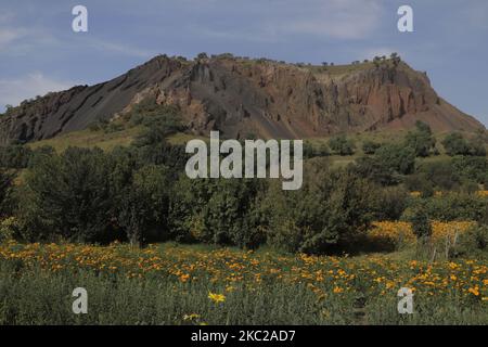 Vue panoramique sur les champs de fleurs de cempasúchil dans la propriété Las Calabacitas, située dans le bureau du maire de Tláhuac, Mexico, à la veille du jour des morts au Mexique. La visite traditionnelle des panthéons à l'occasion de cette célébration ne peut pas être effectuée de 31 octobre à 2 novembre, car la plupart d'entre eux resteront fermés comme mesure préventive pour la COVID-19. Pour cette raison, certaines personnes avaient prévu de visiter divers établissements pour acheter des fleurs marigold, des bougies, du pain des morts et du papel picado dans le cadre de l'assemblage des offrandes dédiées à leur défunt. Sur 2 octobre Banque D'Images