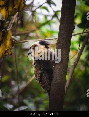 Gros plan d'un marmoset à tête blanche tenant sur une branche d'arbre Banque D'Images