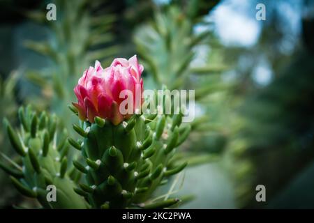 belle fleur rose d'un cactus qui vit seulement une nuit Banque D'Images