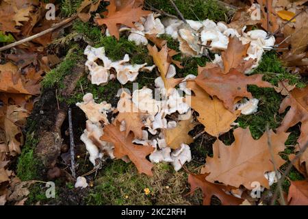 Champignons de forêt poussant dans une colonie. Saison d'automne dans la forêt avec des feuilles orange, rouge et marron des arbres et des couleurs naturelles d'automne saturées dans la région de Stramproy dans la province de Limbourg aux pays-Bas, près des frontières belges sur 24 octobre 2020. (Photo de Nicolas Economou/NurPhoto) Banque D'Images