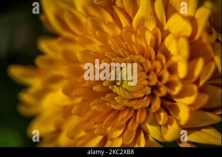 Macro de chrysanthème. Hrysanthemum jaune-orange gros plan. Fleurs d'automne dans le jardin. Banque D'Images