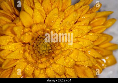 Macro de chrysanthème avec gouttes. Hrysanthemum jaune-orange gros plan. Banque D'Images