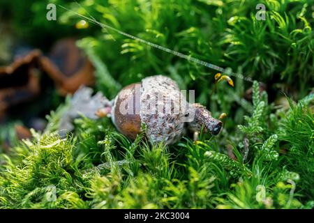 Photo macro d'un petit gland reposant sur de la mousse verte fraîche sur un tronc d'arbre Banque D'Images