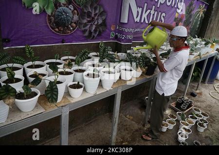 La culture de cactus à Palembang a connu une augmentation des ventes depuis la propagation de l'épidémie de coronavirus. Un homme portant un masque prend soin de son usine de cactus à Palembang, vendredi, 30 octobre 2020. (Photo de Sigit Prasetya/NurPhoto) Banque D'Images