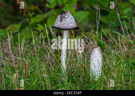Capsule à encre de Shaggy / perruque d'avocat / champignon de la mane de Shaggy (Coprinus comatus), jeune fructification et champignon mature en forêt en automne / automne Banque D'Images