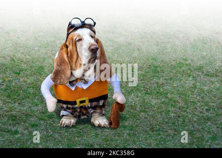 Chien courant brun et blanc avec de longues oreilles vêtu d'un costume d'Halloween. Banque D'Images
